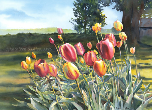 Original Watercolor painting of Country Tulips